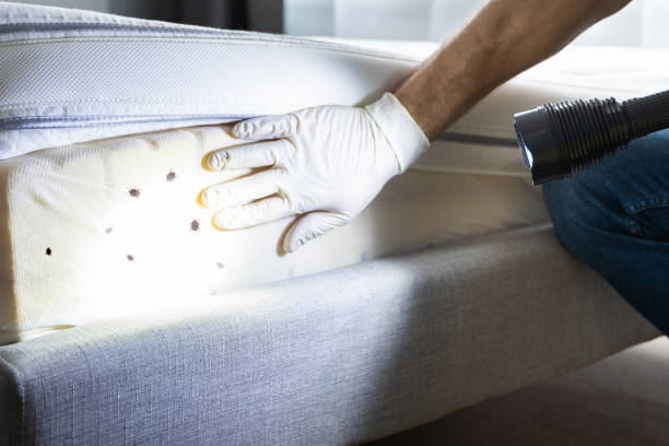 Reliable Old Mystic, CT Pest Control Solutions