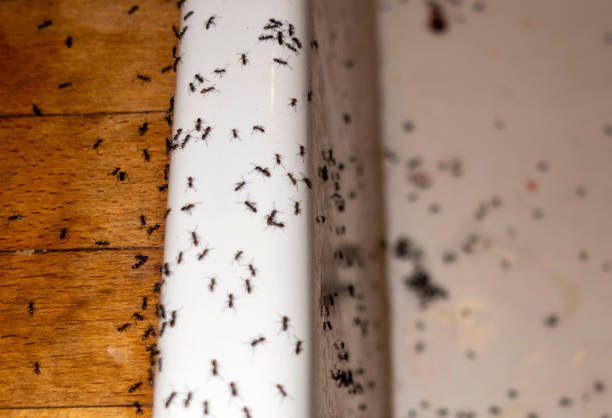 Best Pest Control Near Me  in Old Mystic, CT