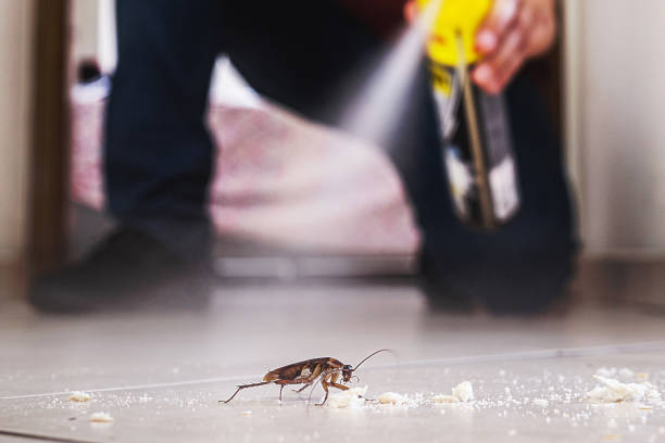 Best Best Pest Control Companies  in Old Mystic, CT